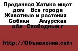 Преданная Хатико ищет дом - Все города Животные и растения » Собаки   . Амурская обл.,Свободный г.